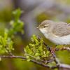 Warbler: descrierea păsării și fotografie Habitatul de salcie warbler