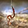 Business from scratch: breeding worms for fishing
