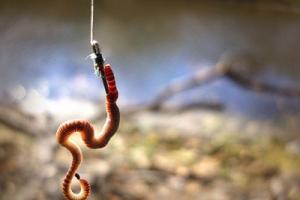 Negocio desde cero: cría de gusanos para pescar