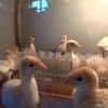 Πυλώρωση ή λευκή διάρροια σε πουλερικά γαλοπούλας: θεραπεία και συμπτώματα