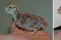 Easy and profitable partridge breeding at home