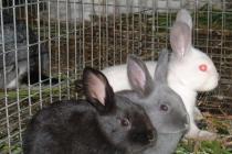 Изгодно ли е отглеждането на зайци като домашен бизнес?