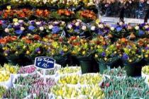 Kvetinové obchodné tipy.  Kvetinový biznis od nuly.  Zisk z otvorenia kvetinárstva