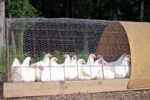 Brojlertenyésztés otthon, mint üzlet Uborka csirkék tenyésztése üzleti terv