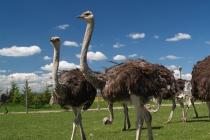 Бізнес з нуля: страусова ферма Рентабельність розведення страусів