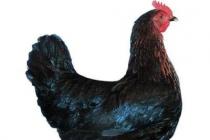 Най-добрата порода пилешко месо за производство на яйца