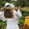 Розведення бджіл для початківців: поради та рекомендації Як правильно тримати бджіл