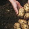 Kaip iš gyventojų perkamos bulvės?