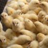Idea de negocio: cómo abrir un negocio para la cría de pollos de engorde y ponedoras El costo de criar pollos de engorde en casa