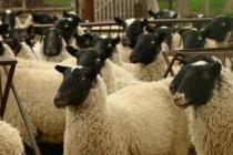 Basic commandments of sheep breeding