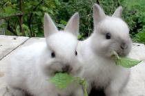 Бизнес план за откриване на конкурентна ферма за зайци