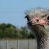 Negocio desde cero: granja de avestruces