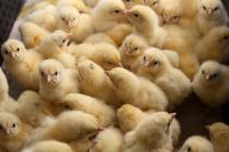 Idea de negocio: cómo abrir un negocio para criar pollos de engorde y ponedoras El costo de criar pollos de engorde en casa
