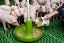 Вирощування свиней на особистому обійсті, що потрібно врахувати