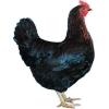 Най-добрата порода пилешко месо за производство на яйца