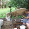 Вирощування овець на м'ясо в домашніх умовах Як утримувати баранів та овець