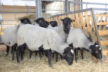 Розведення овець як бізнес
