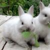 Podnikateľský plán na otvorenie konkurenčnej králičej farmy